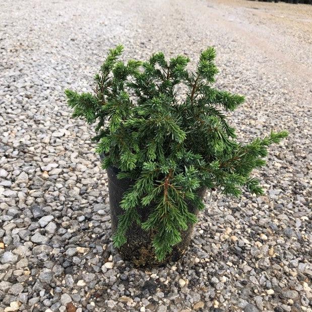 Juniperus conferta 'Blue Pacific' ~ Enebro azul de la costa del Pacífico