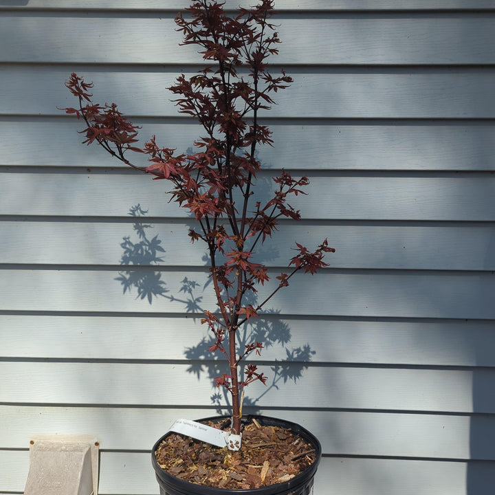 Acer palmatum 'Twombly's Red Sentinel' ~ Twombly's Japanese Maple