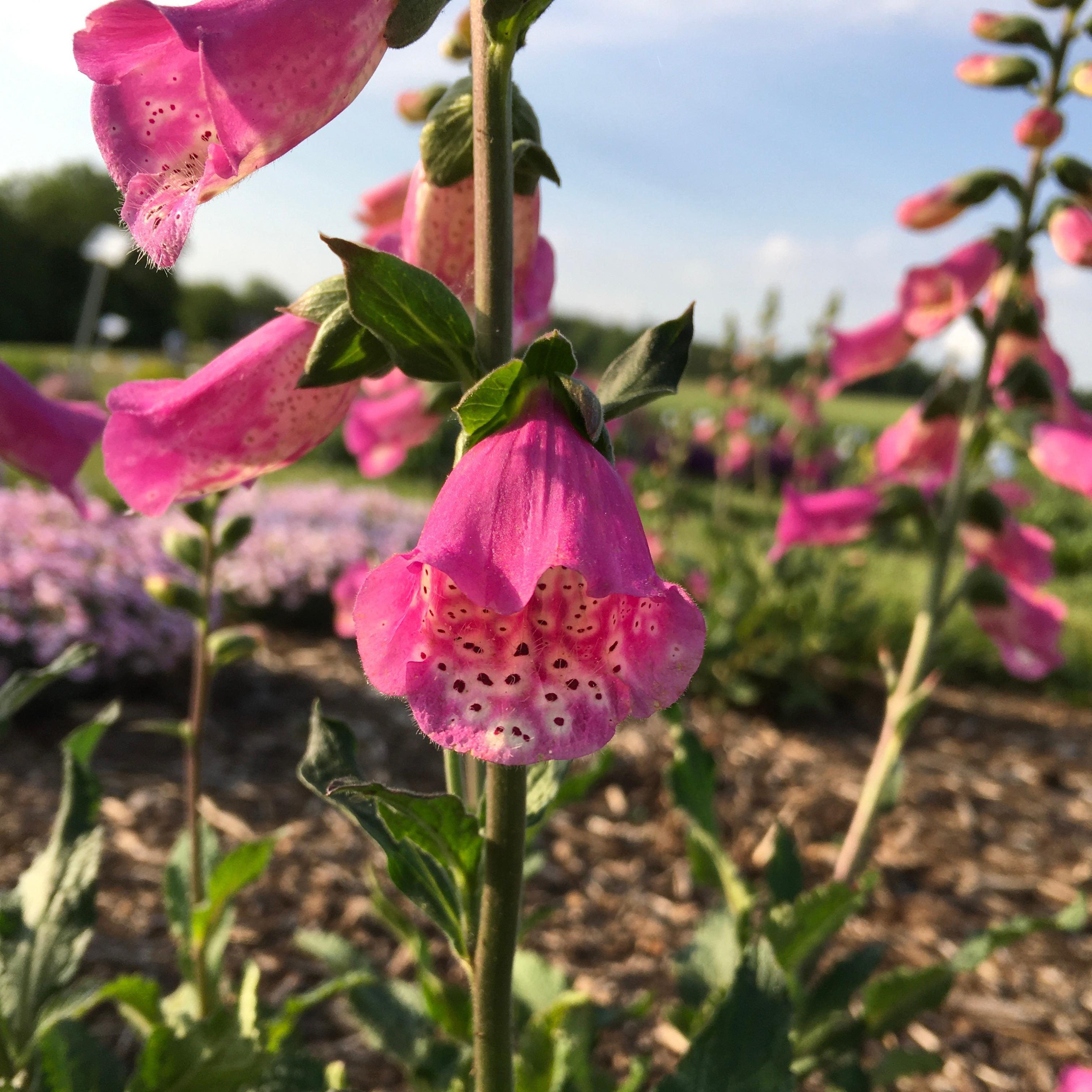 Digitalis x 'Pink Panther' ~ Pink Panther Foxglove – JTSOP Farms