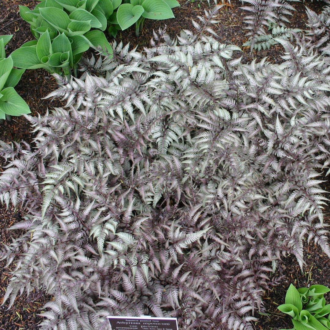 Athyrium niponicum var. pictum ~ Japanese Painted Fern