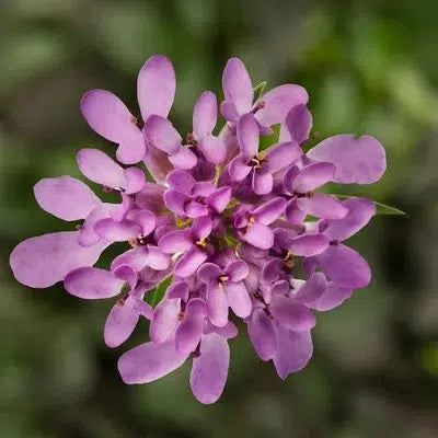 Iberis 'Mermaid Lavender' ~ Mermaid Lavender Candytuft