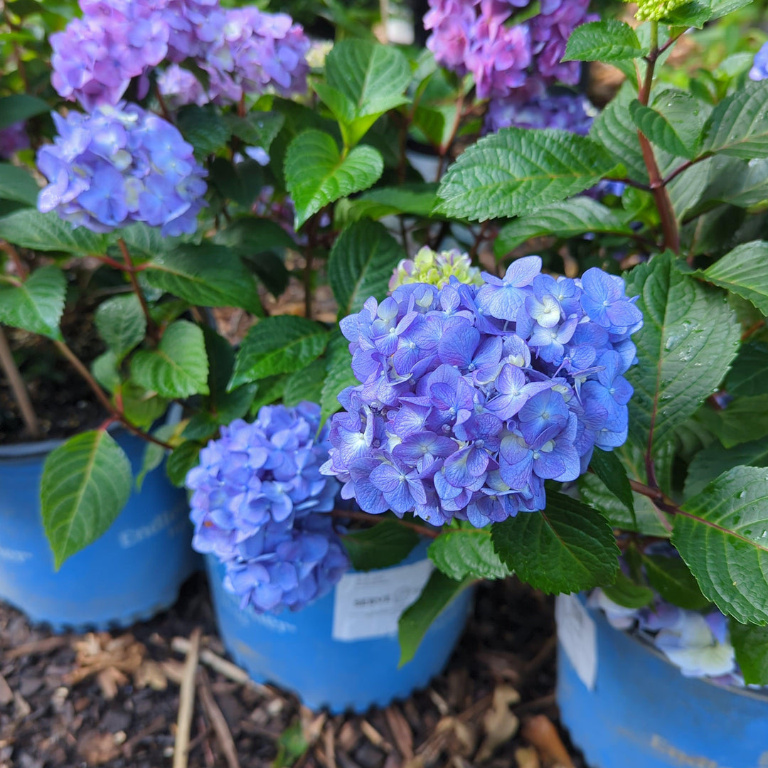 Hortensia macrophylla 'P11HM-11' ~ Hortensia Endless Summer® Bloomstruck®