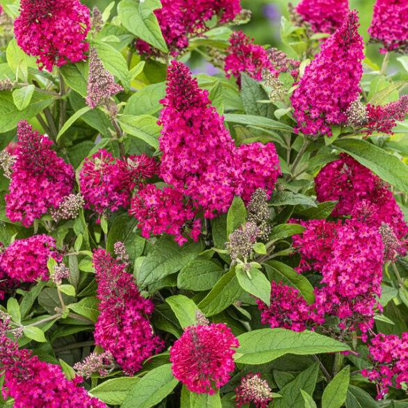 Buddleia davidii ‘BotEx 006’ PP34500 ~ Butterfly Candy™ Li'l Raspberry™ Butterfly Bush