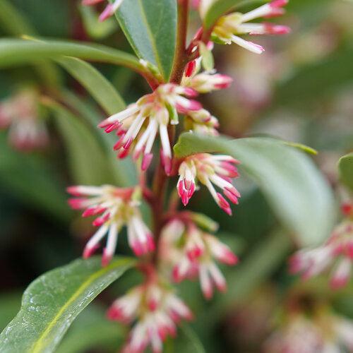 Sarcococca hookeriana 'Purplerij1' ~ Sweet & Lo™ Sweetbox