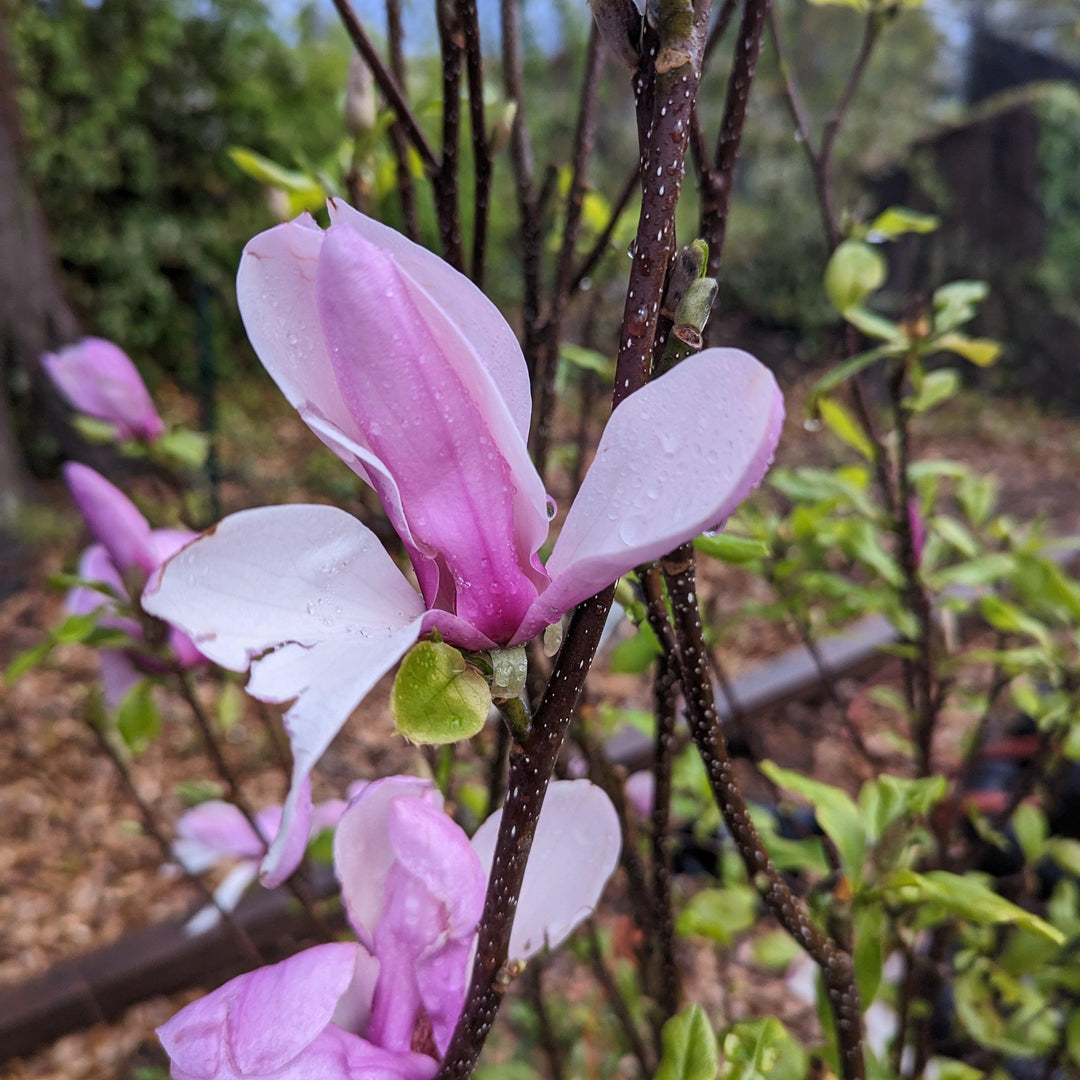 Magnolia x soulangiana 'Jane' ~ Platillo 'Jane' Magnolia