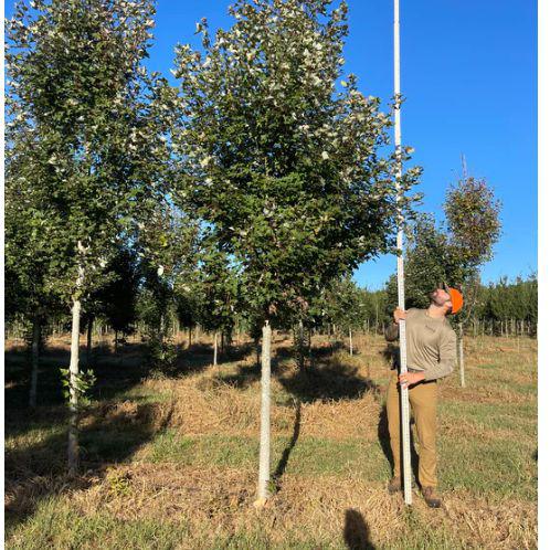 Acer rubrum 'Frank Jr.' PP16769 ~ Redpointe® Red Maple