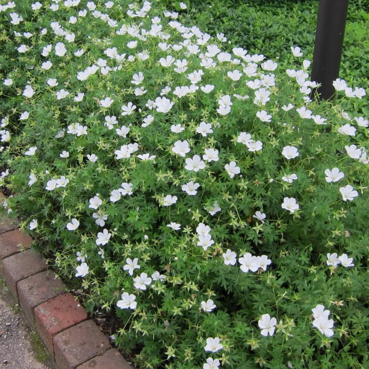 Geranium sanguineum 'Album' ~ White Bloody Cranesbill