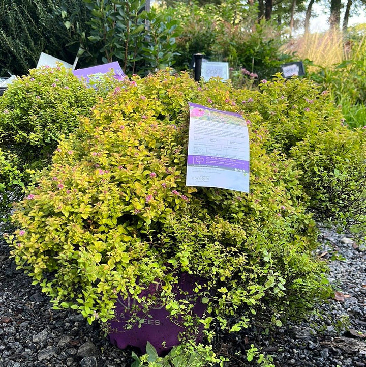 Spiraea 'Bailcarol' ~ First Editions® Sundrop™ Spirea