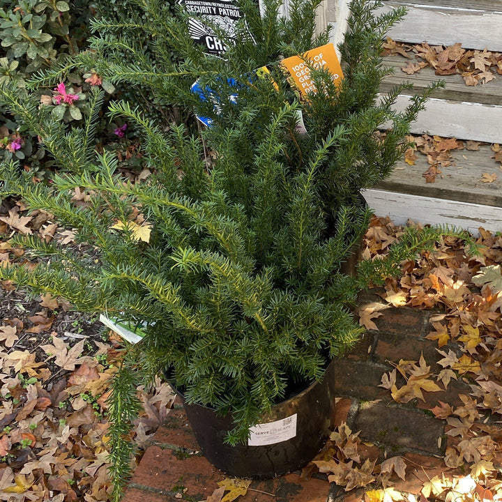 Taxus × media 'Hicksii' ~ Hick's Yew