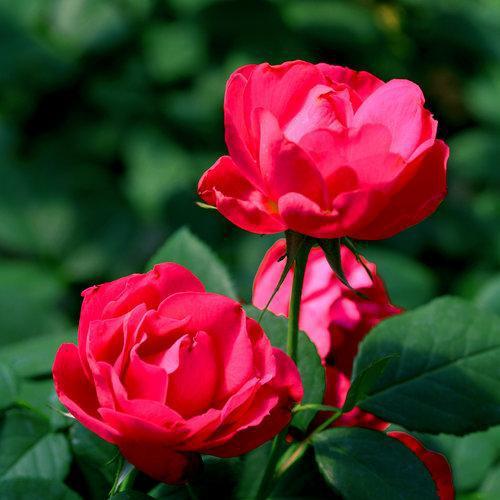 Rosa 'Meipeporia' ~ OSO Easy® Double Red Rose