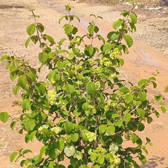 Viburnum plicatum 'Popcorn' ~ Palomitas de maíz Viburnum, bola de nieve japonesa