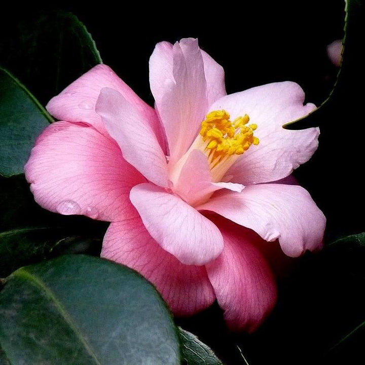 Camellia japonica 'Berenice Boddy' ~ Berenice Boddy Camelia