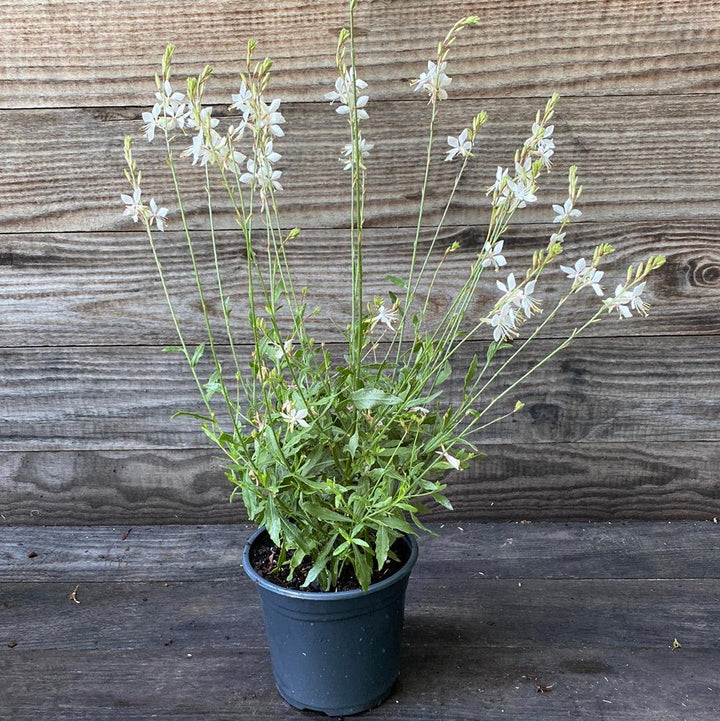 Gaura lindheimeri 'So White' ~ So White Gaura