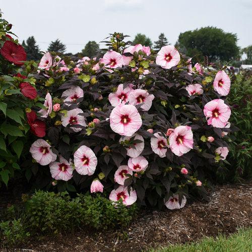 Hibiscus 'Perfect Storm' PP27,880 ~ Summerific® Perfect Storm Hibiscus