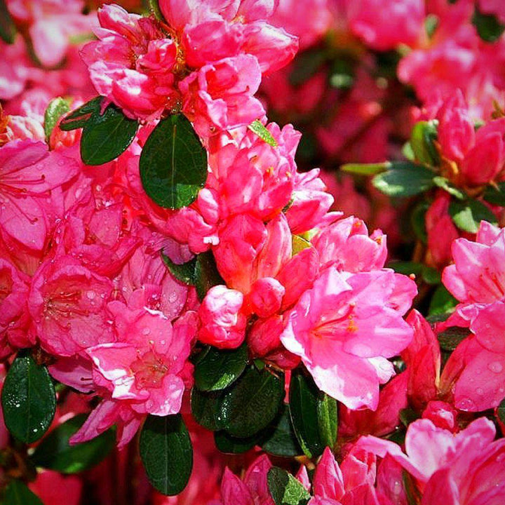 Azalea x 'Tradición' ~ Tradición Azalea