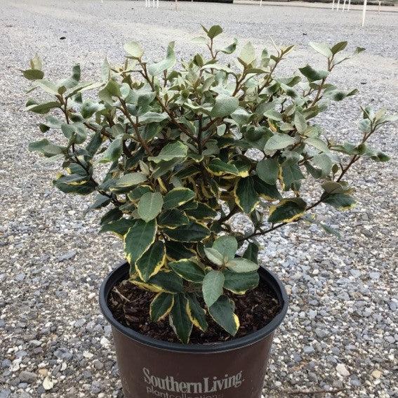 Elaeagnus x ebbingei ‘Viveleg’ ~ Olive Martini™ Elaeagnus, Oleaster