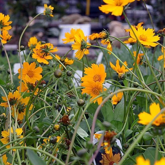 Coreopsis auriculata 'Nana' ~ Dwarf Tickseed