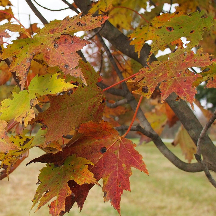 Acer rubrum 'Armstrong' ~ Armstrong Red Maple