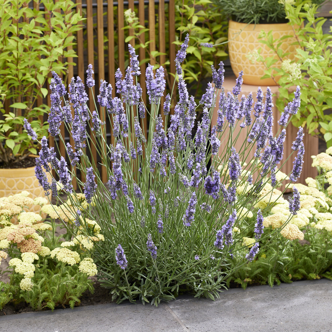 Lavandula x intermedia 'Tesseract' ~ Sensational!® Lavender