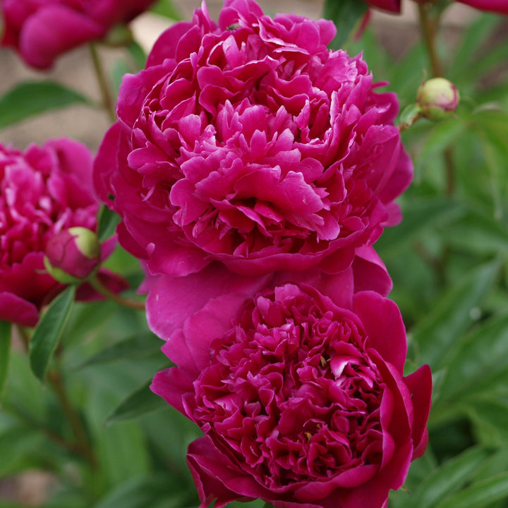 Paeonia lactiflora 'Kansas' ~ Kansas Peony