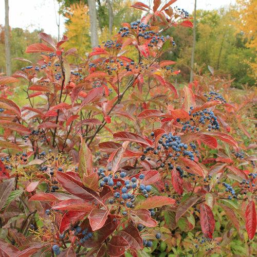 Viburnum nudum 'a granel' ~ Brandywine™ Viburnum