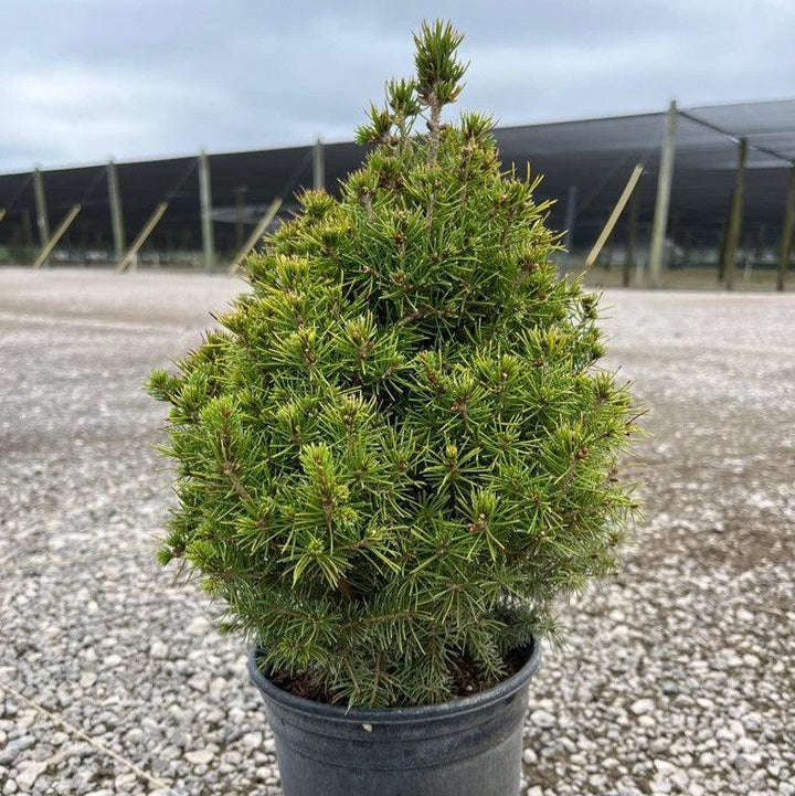 Picea glauca 'Conica' ~ Dwarf Alberta Spruce