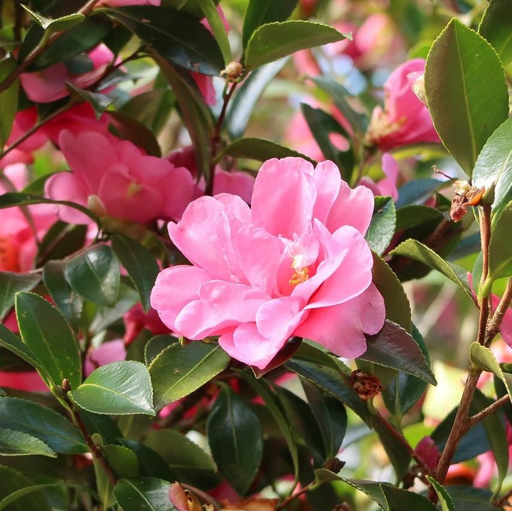 Camelia 'Alegría del invierno' ~ Camelia Alegría del invierno