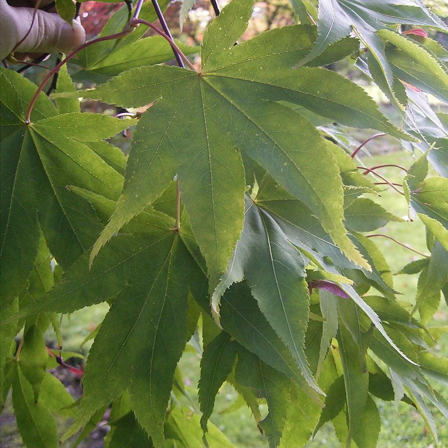 Acer palmatum 'Osakazuki' ~ Osakazuki Japanese Maple