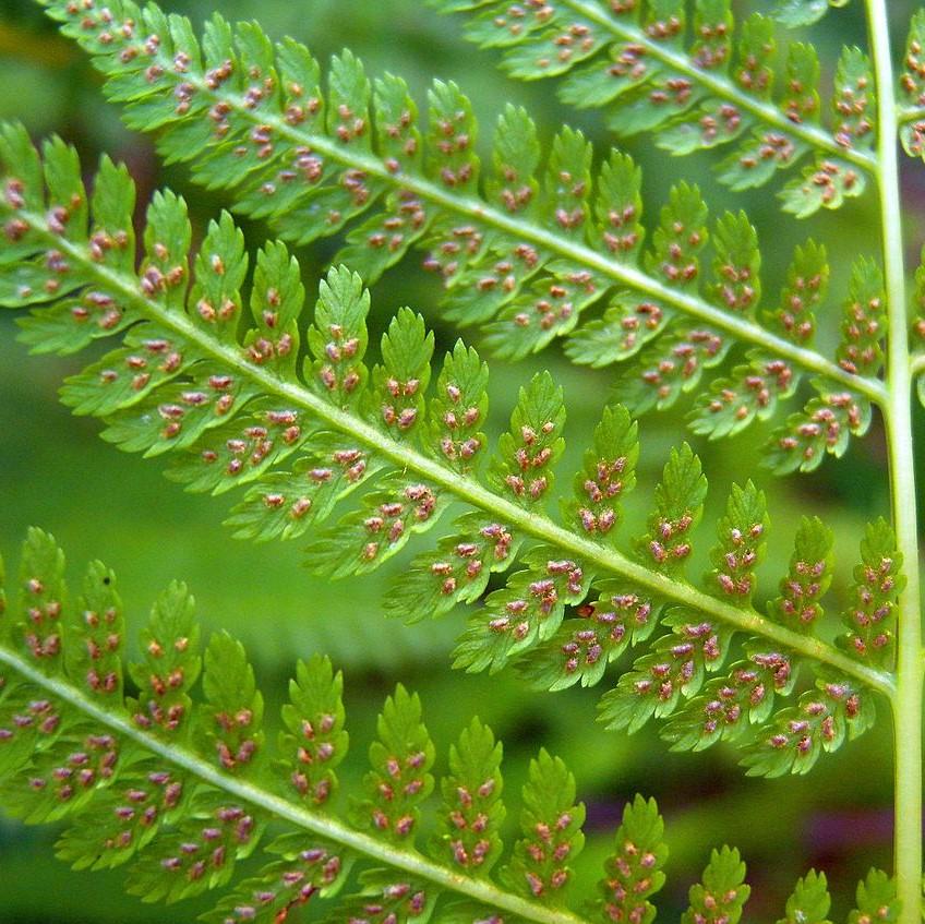 Athyrium filix-femina ~ Lady Fern