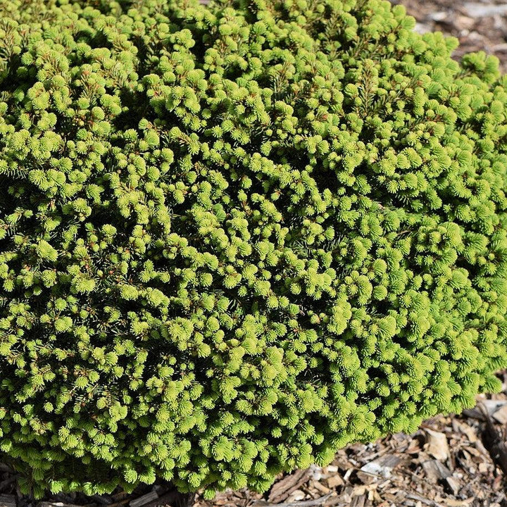 Picea abies 'Little Gem' ~ Little Gem Norway Spruce