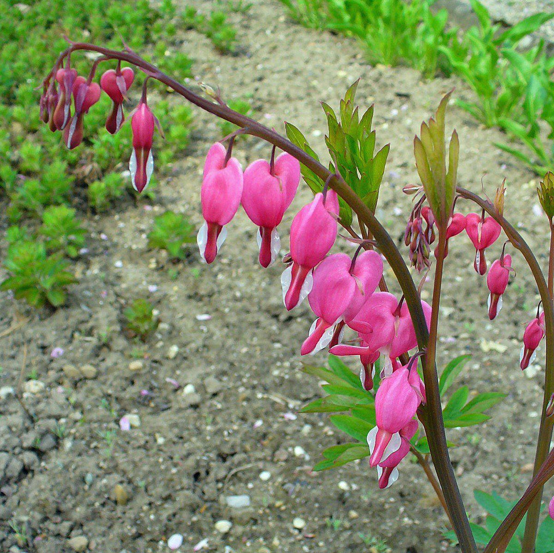 Dicentra spectabilis ~ Asian Bleeding Heart
