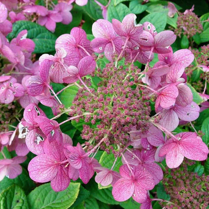 Hydrangea paniculata 'SMHPLQF' ~ Little Quick Fire® Hydrangea