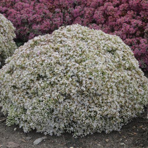 Sedum 'Bundle of Joy' ~ Rock 'N Round® Bundle of Joy Stonecrop