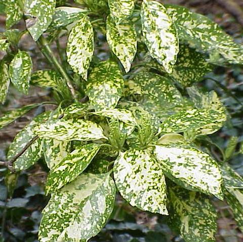 Aucuba japonica 'Variegata' ~ Aucuba en polvo de oro, laurel en polvo de oro