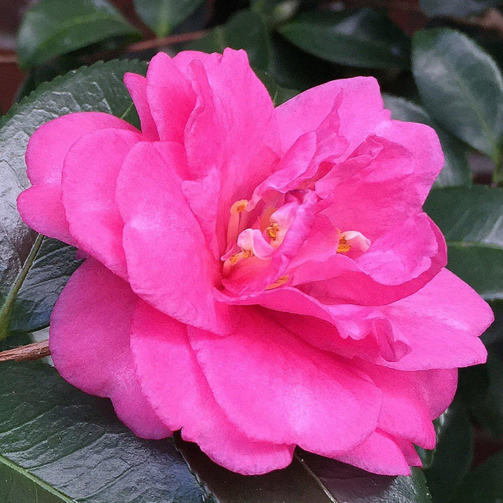 Camellia sasanqua 'Shishi Gashira' ~ Shishi Gashira Camellia