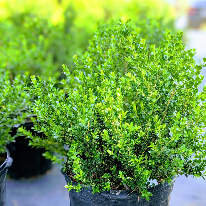 Buxus microphylla japonica 'Gregem' ~ Baby Gem™ Boxwood