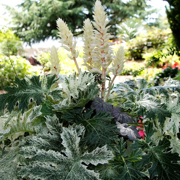 Acanthus x 'Whitewater' ~ Whitewater Bear's Breeches