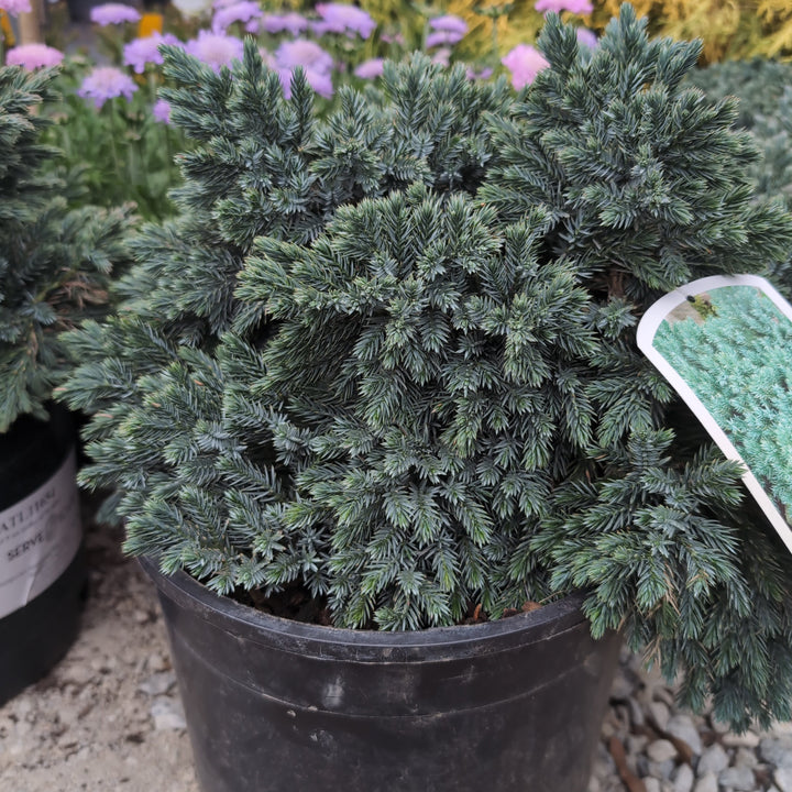 Juniperus squamata 'Blue Star' ~ Blue Star Juniper