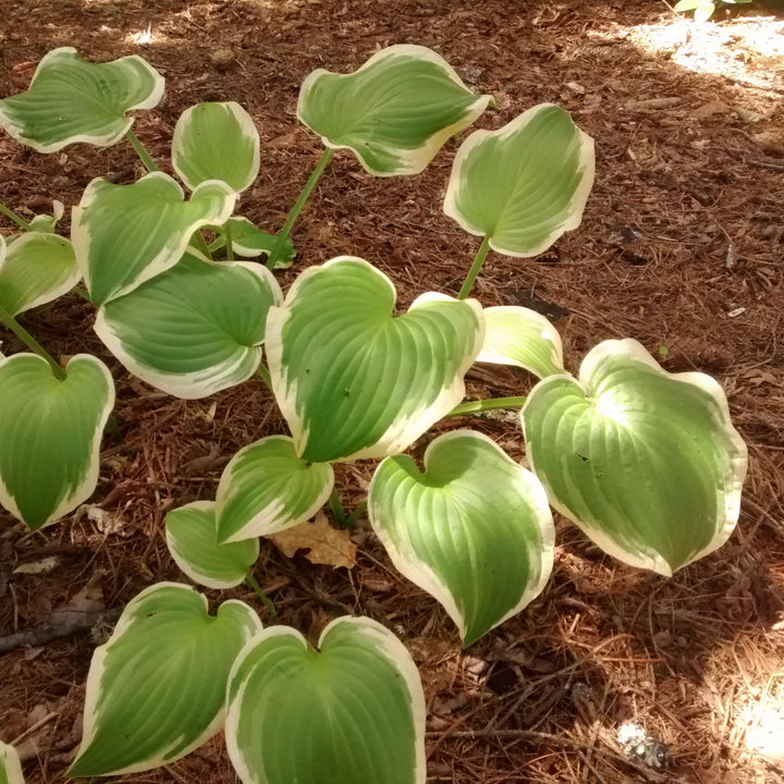 Hosta x 'Shade Fanfare' ~ Shade Fanfare Hosta