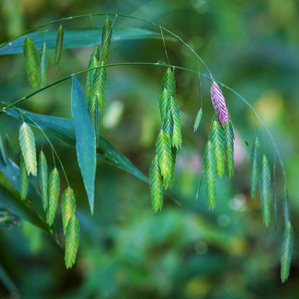 Chasmanthium latifolium ~ River Oats, Inland Sea Oats