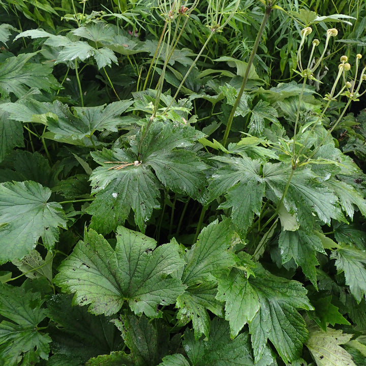 Anemone tomentosa 'Robustissima' ~ Robustissima Grape Leaf Anemone