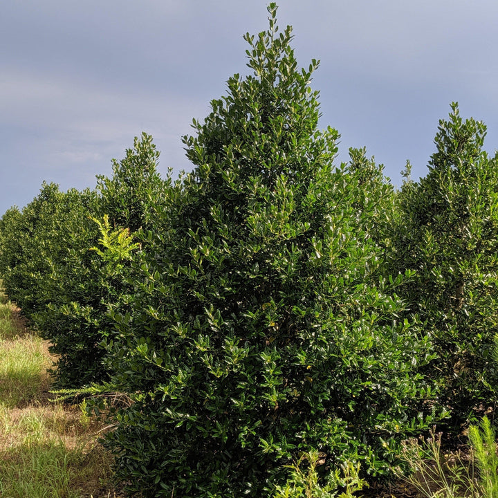 Ilex 'Nellie R. Stevens' ~ Nellie R. Stevens Holly