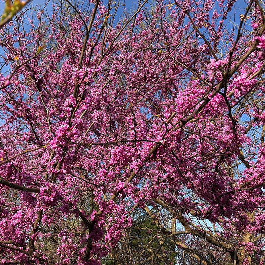 Tree – Tagged 