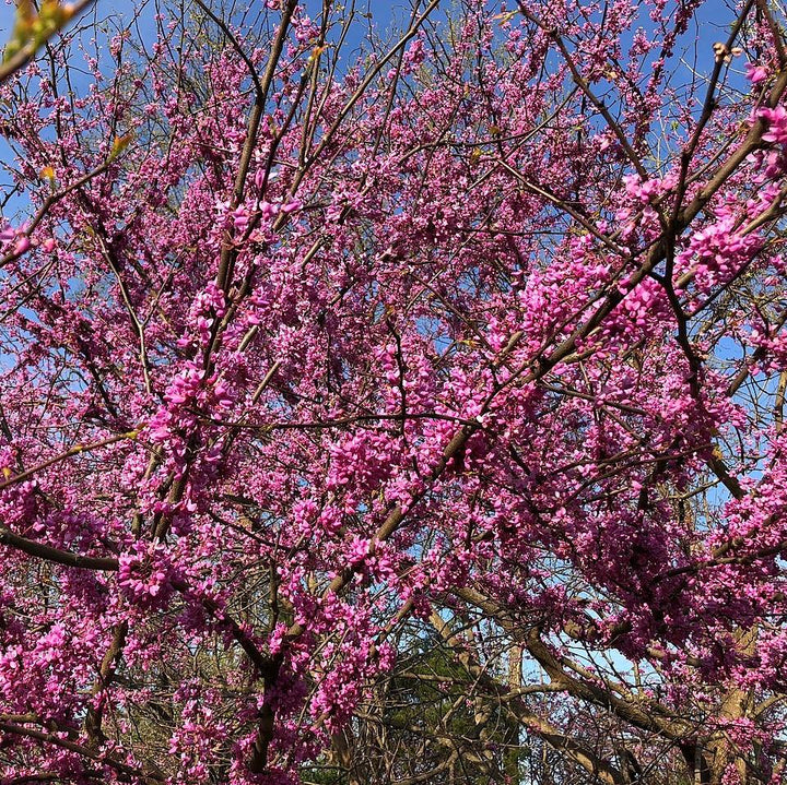 Cercis canadensis 'Rojo de los Apalaches' ~ Redbud rojo de los Apalaches