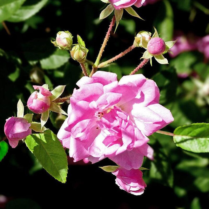 Rosa x 'Peggy Martin' ~ Peggy Martin Climbing Rose