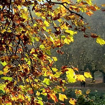 Platanus x acerifolia 'Bloodgood' ~ Bloodgood London Planetree