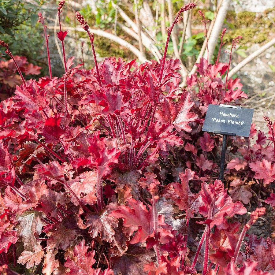 Heuchera x 'Peach Flambe' ~ Peach Flambe Coral Bells