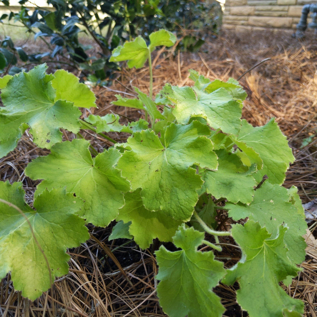 Heuchera villosa 'Citronelle' ~ Citronelle Coral Bells, Heuchera