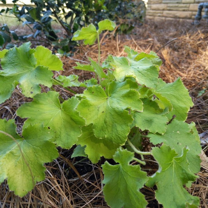 Heuchera villosa 'Citronelle' ~ Citronelle Coral Bells, Heuchera