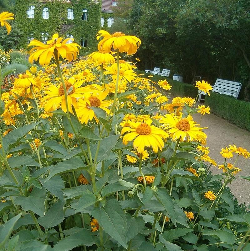 Heliopsis helianthoides var. scabra 'Sommersonne' ~ Summer Sun False Sunflower